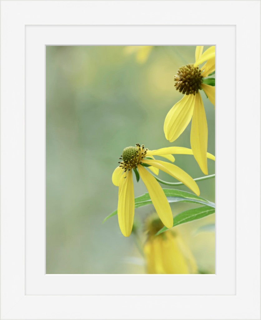 Cutleaf Coneflower Fine Art Print