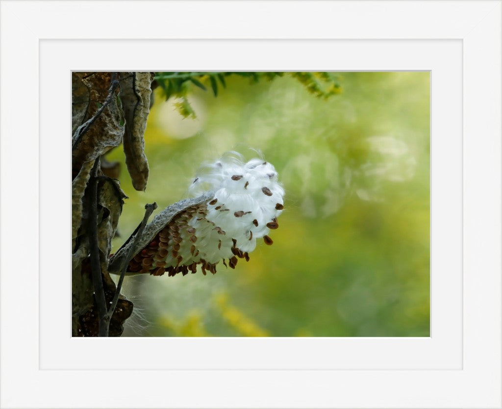 Milkweed Autumns End