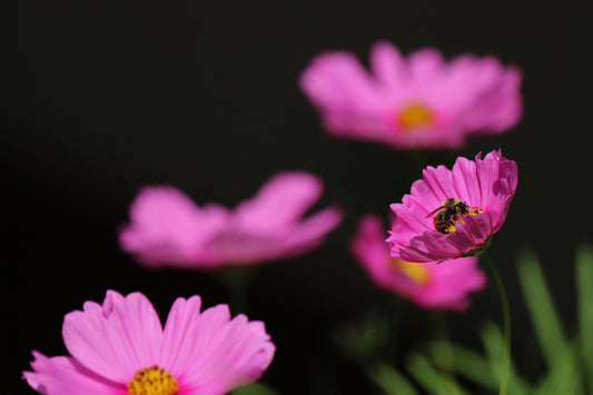 Bee pollinating Cosmos