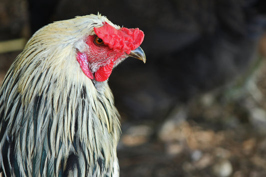 Chicken profile
