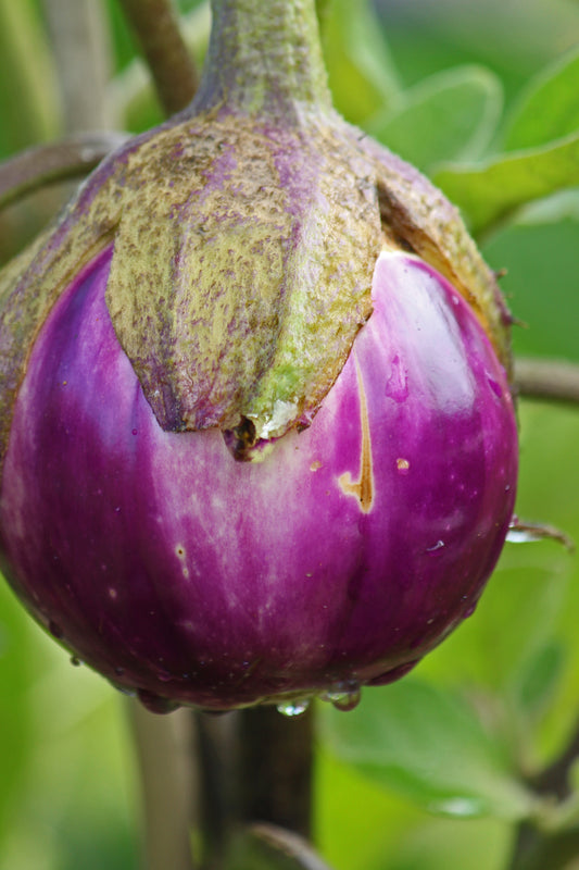 Baby eggplant growing in the garden