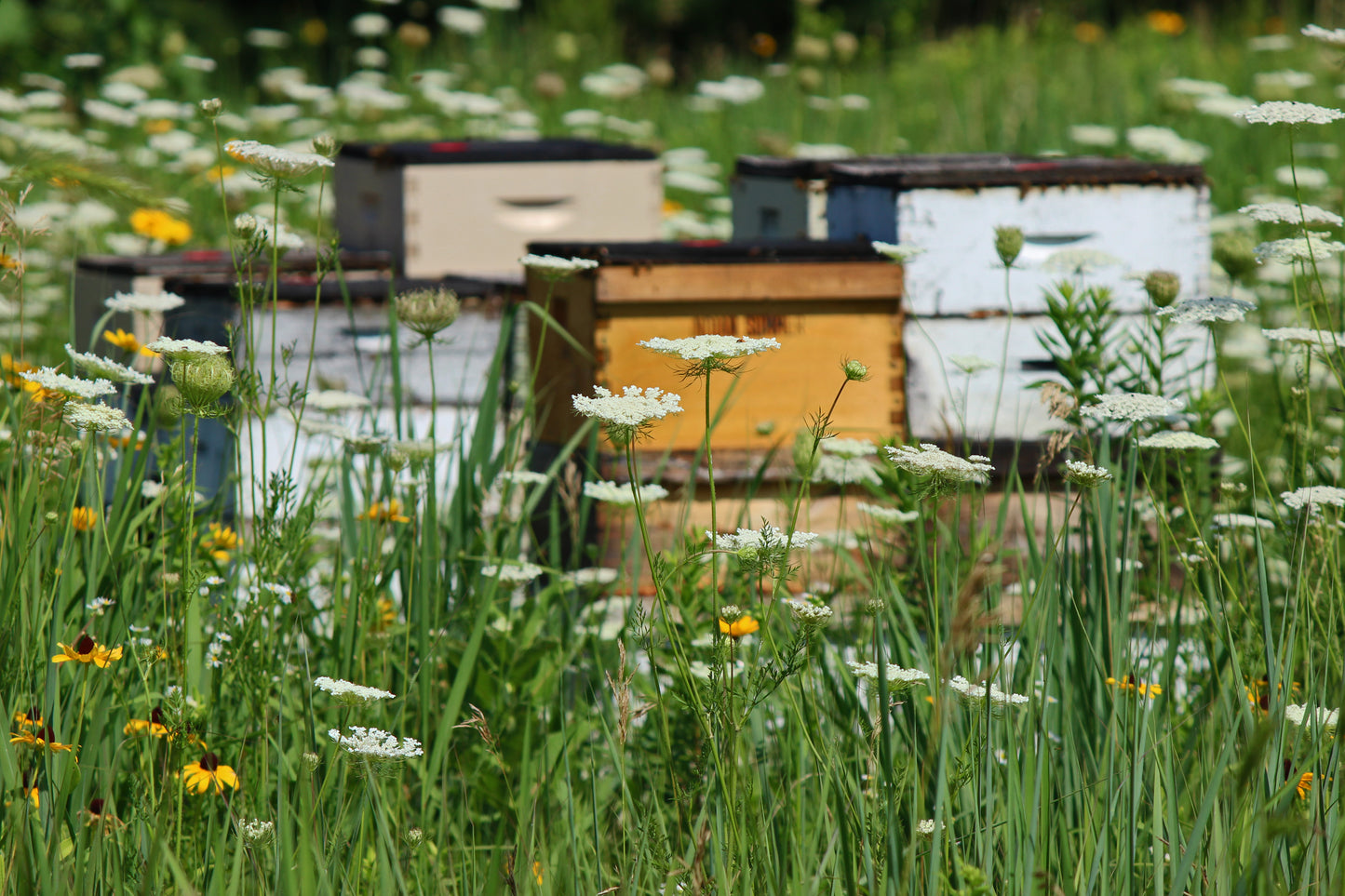 Bee hives in meadow