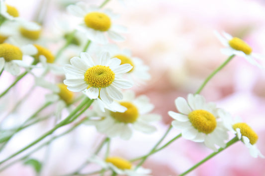 Feverfew