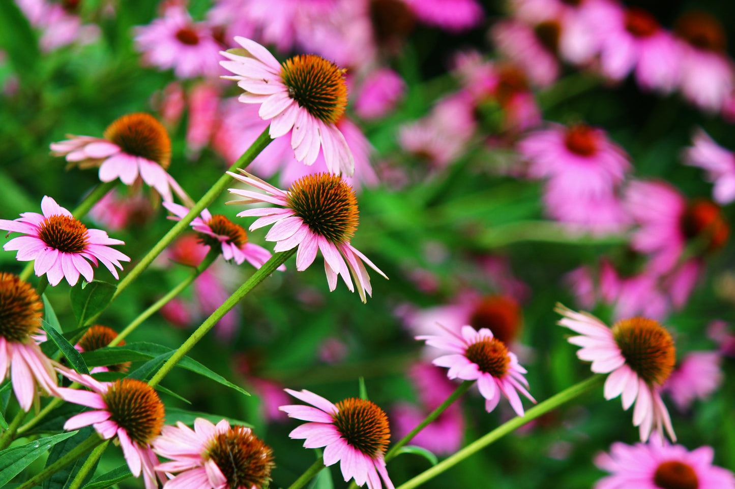 Purple Coneflowers