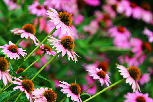 Purple Coneflowers