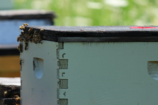 Bees on the hive