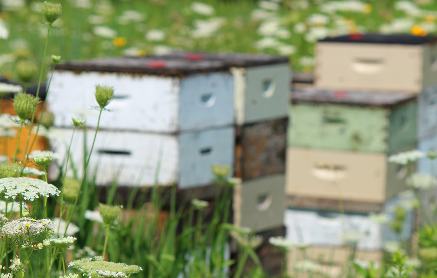 Apiary in the prairie