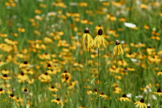 Wildflowers