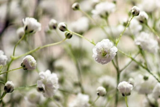 Baby's breath close up