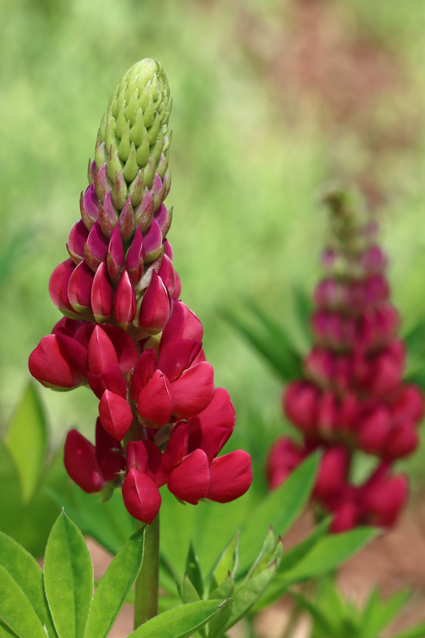 Lupine