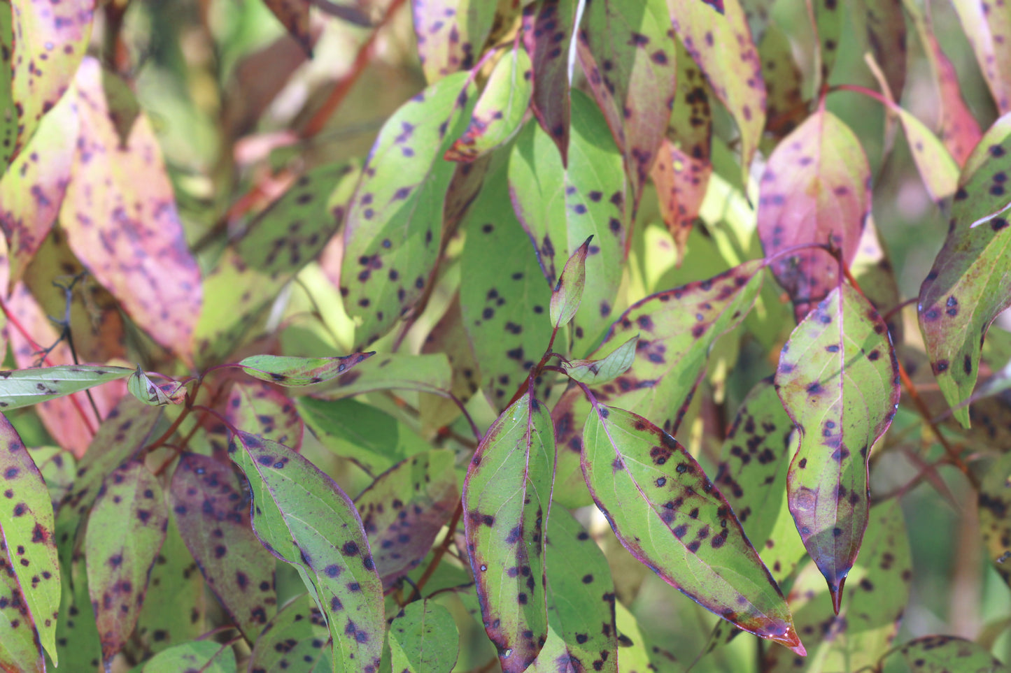 Silky Dogwood