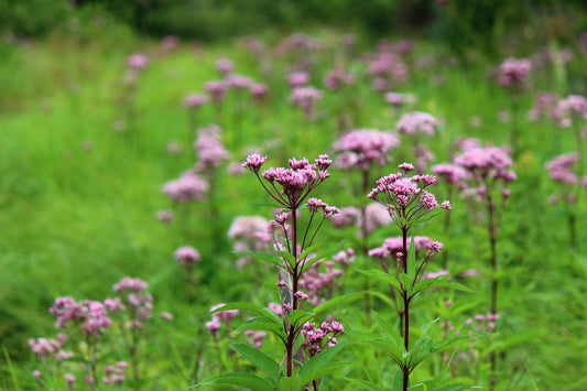 Spotted Joe Pye Weed meadow