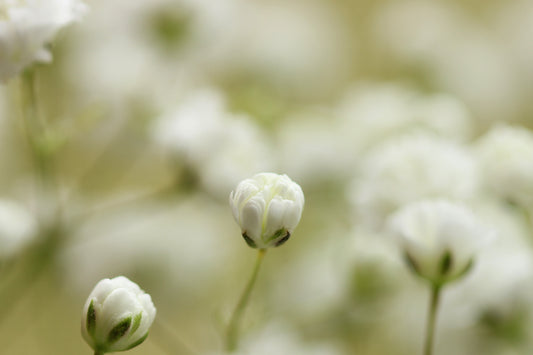 Baby's breath