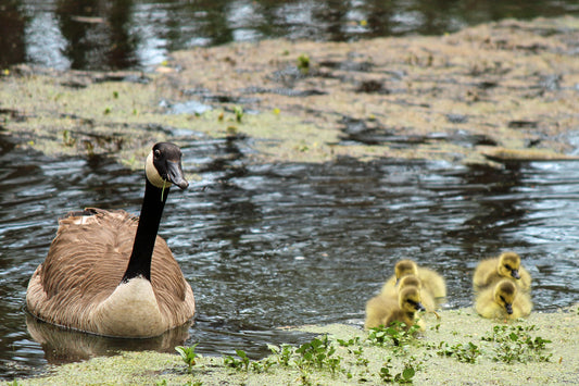 Mother goose and goslings