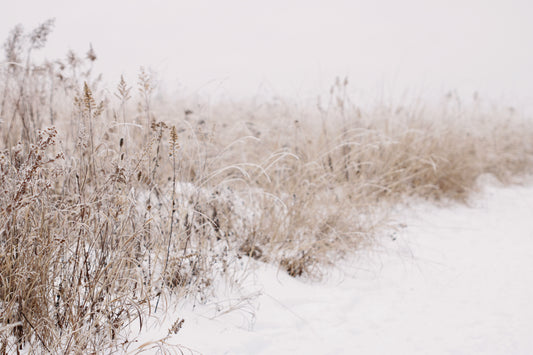 Wisconsin Winter