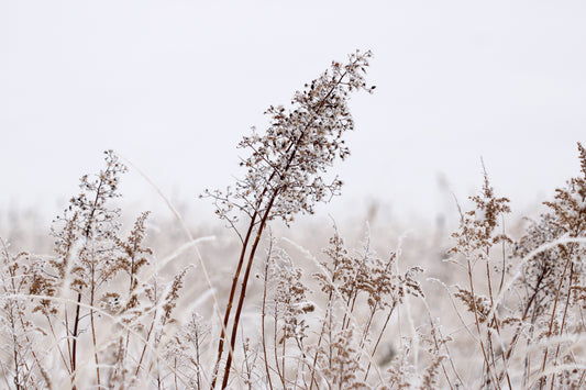 Rime ice dried wildflowers