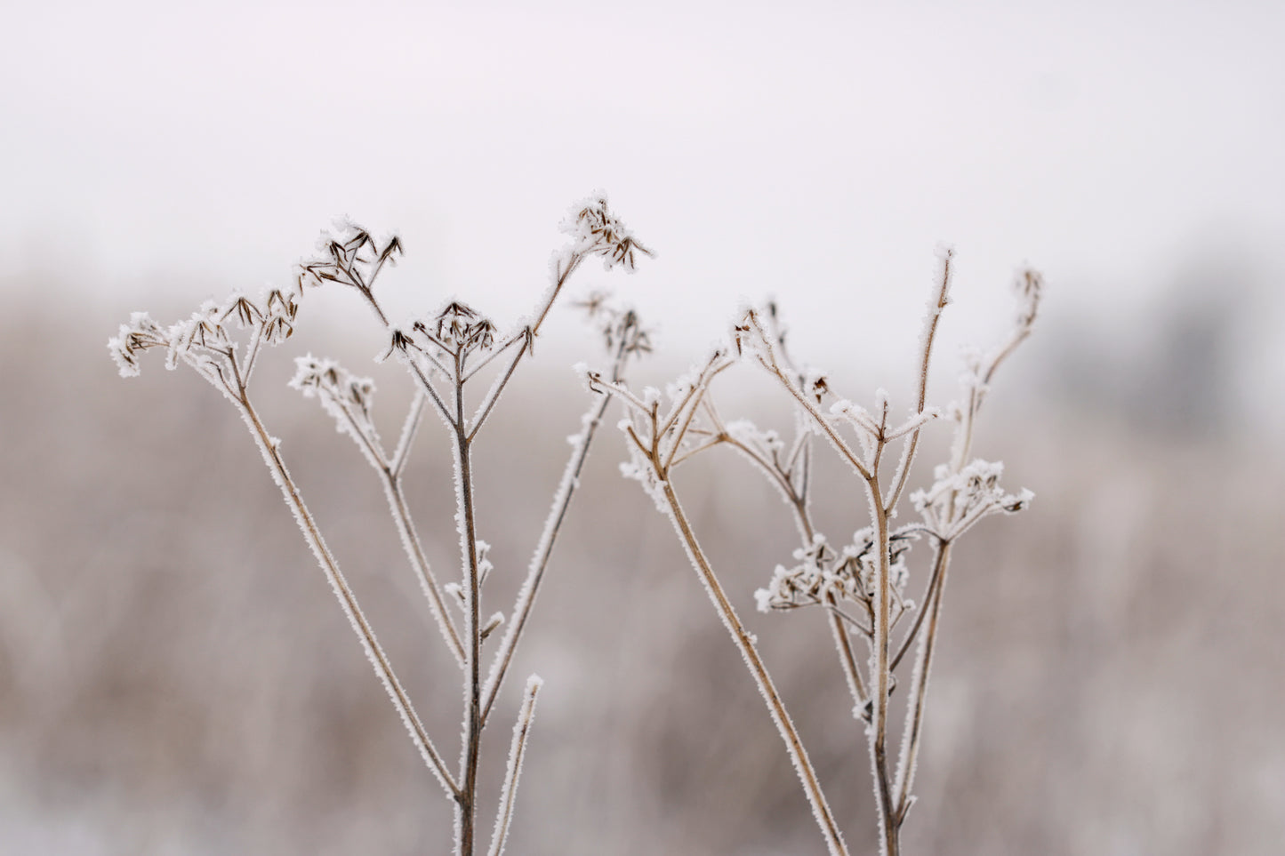 Rime ice