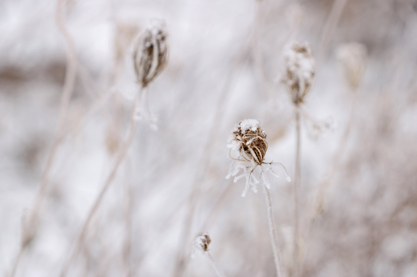 Rime ice on Queen Anne's Lace