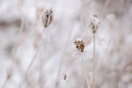 Rime ice on Queen Anne's Lace