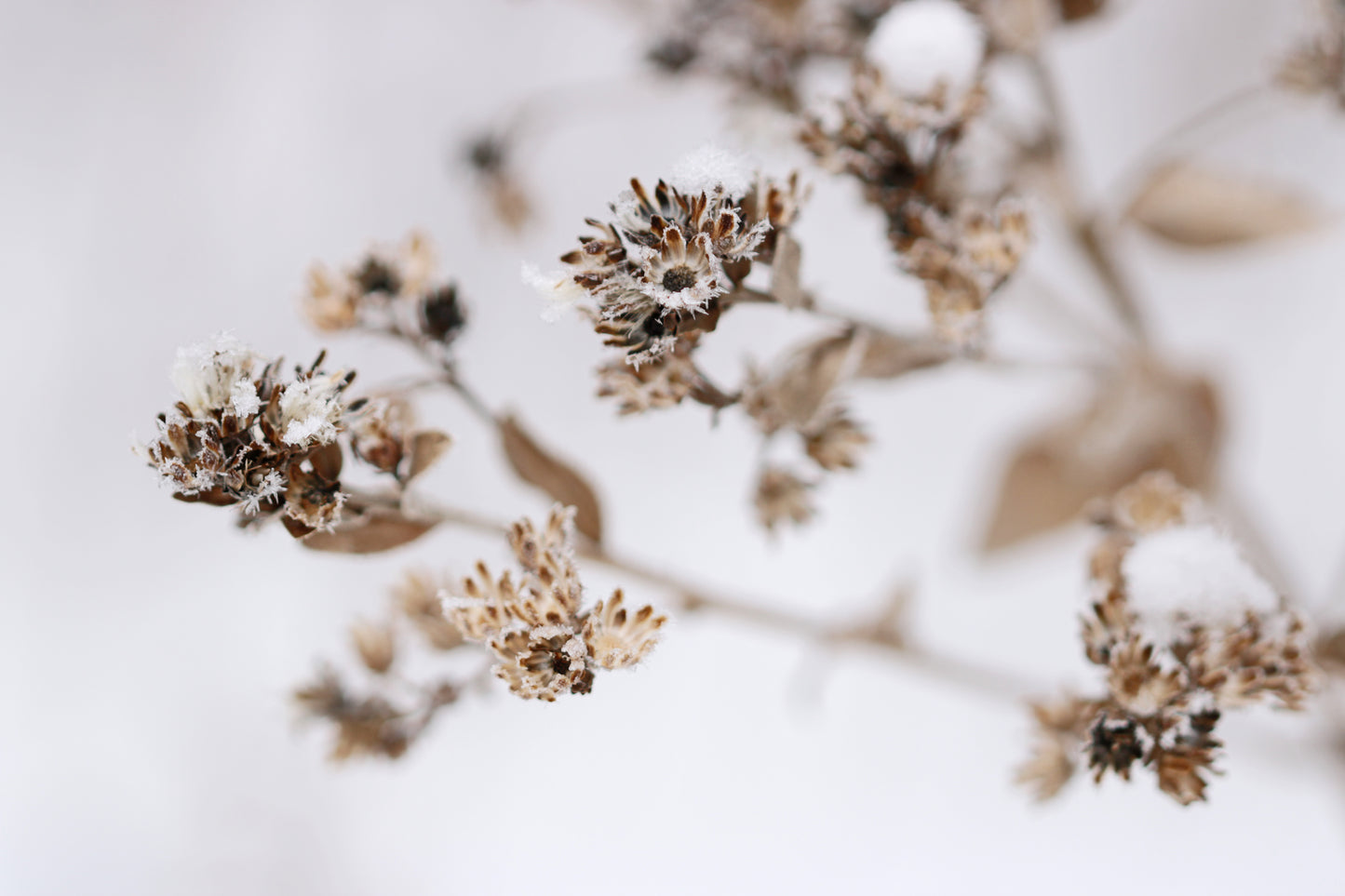 Iced wildflowers