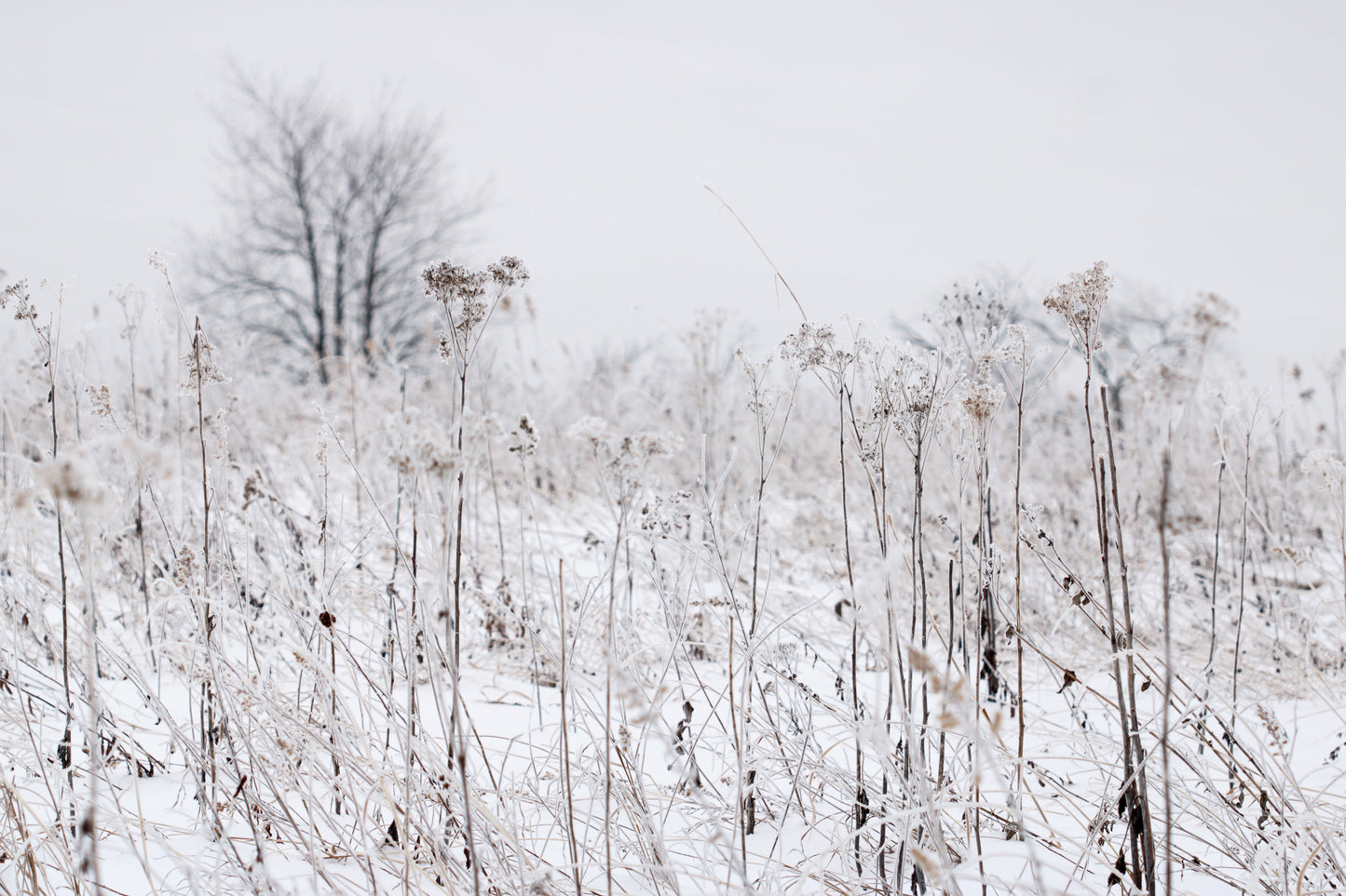 Rime ice meadow