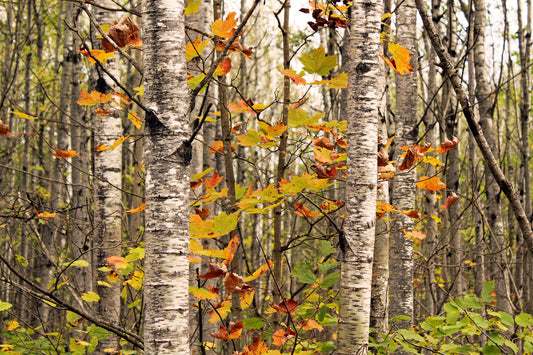 Birch forest in Autumn