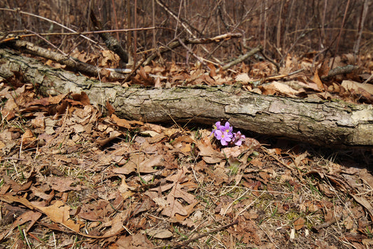 Hepatica