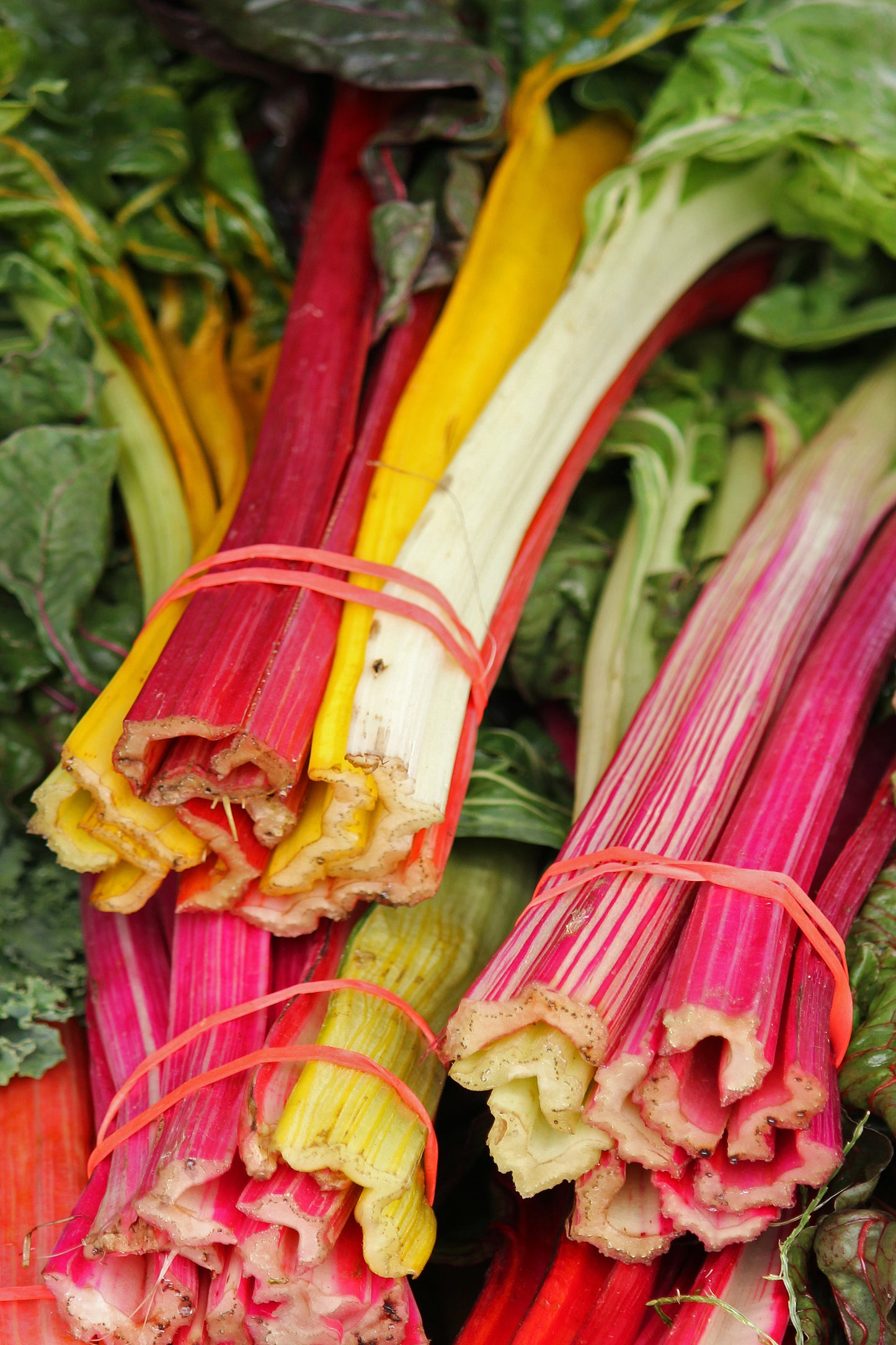 Swiss chard bundles