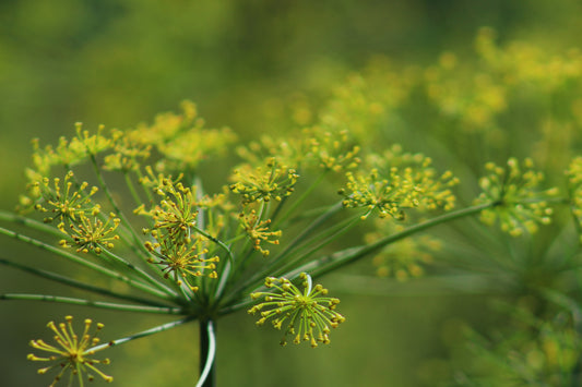 Dill plants