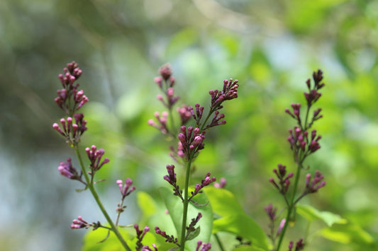 Lilac buds