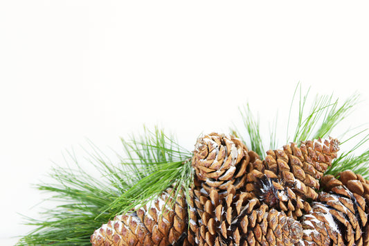 Pinecone border