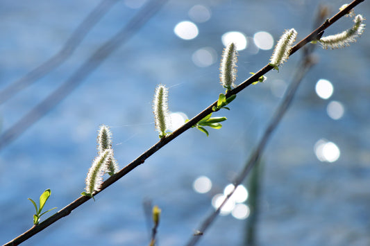 Catkins over water