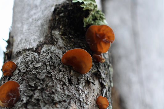 Wood ear