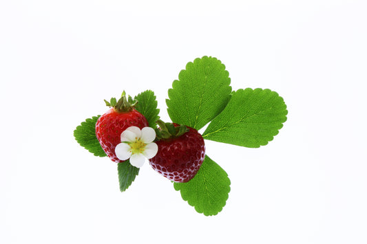 Strawberry plant