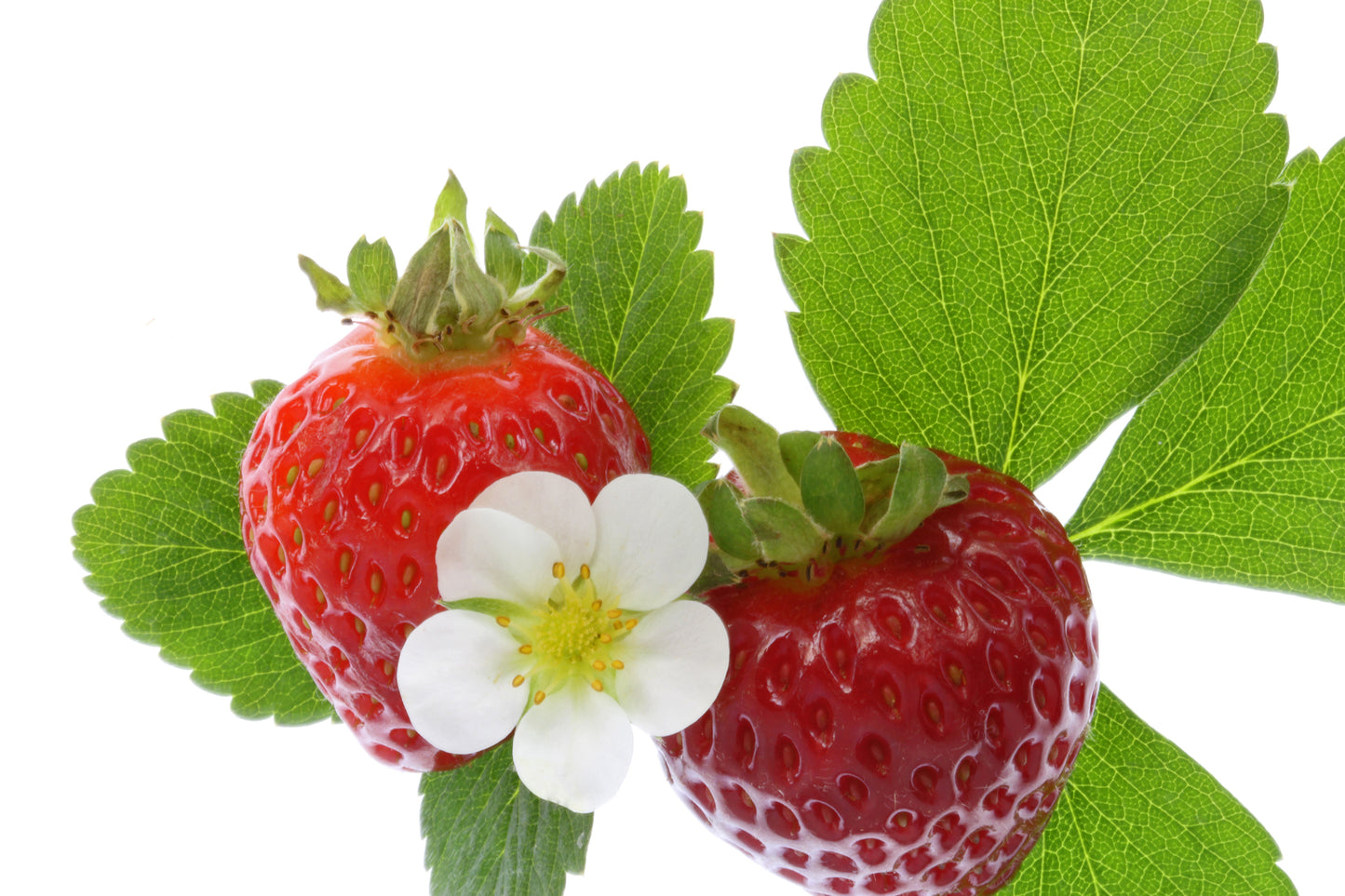 Strawberry plant close