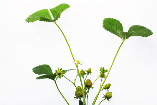 Strawberry plant life cycle