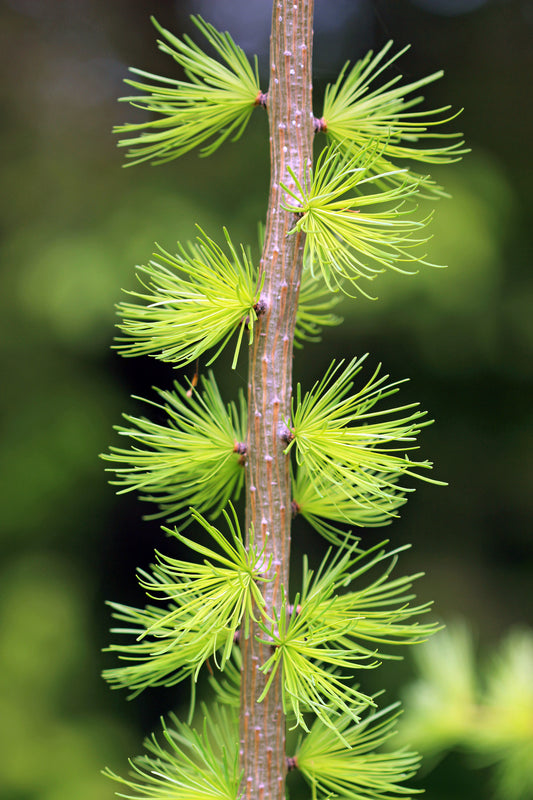 Tamarack branch