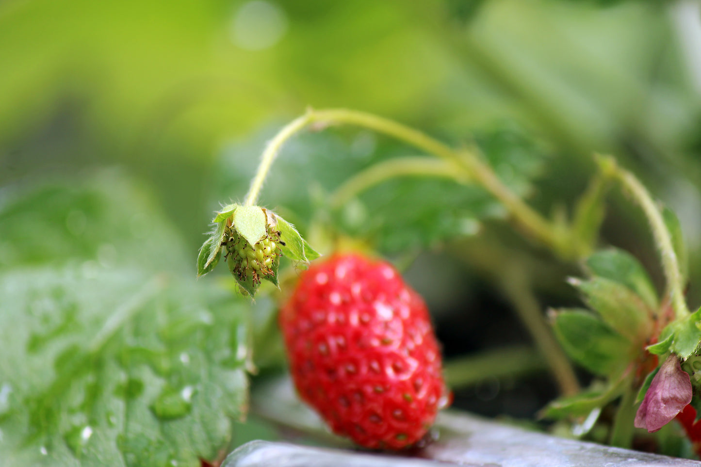 Strawberry plant