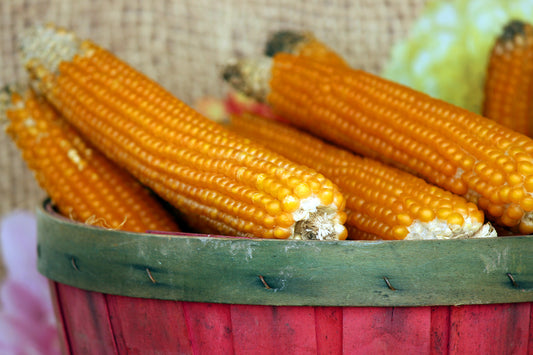 Dried corn