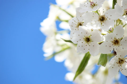 Crabapple blossoms