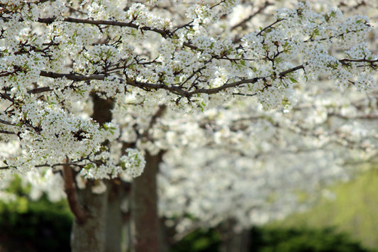 Blooming Bradford Pear tree