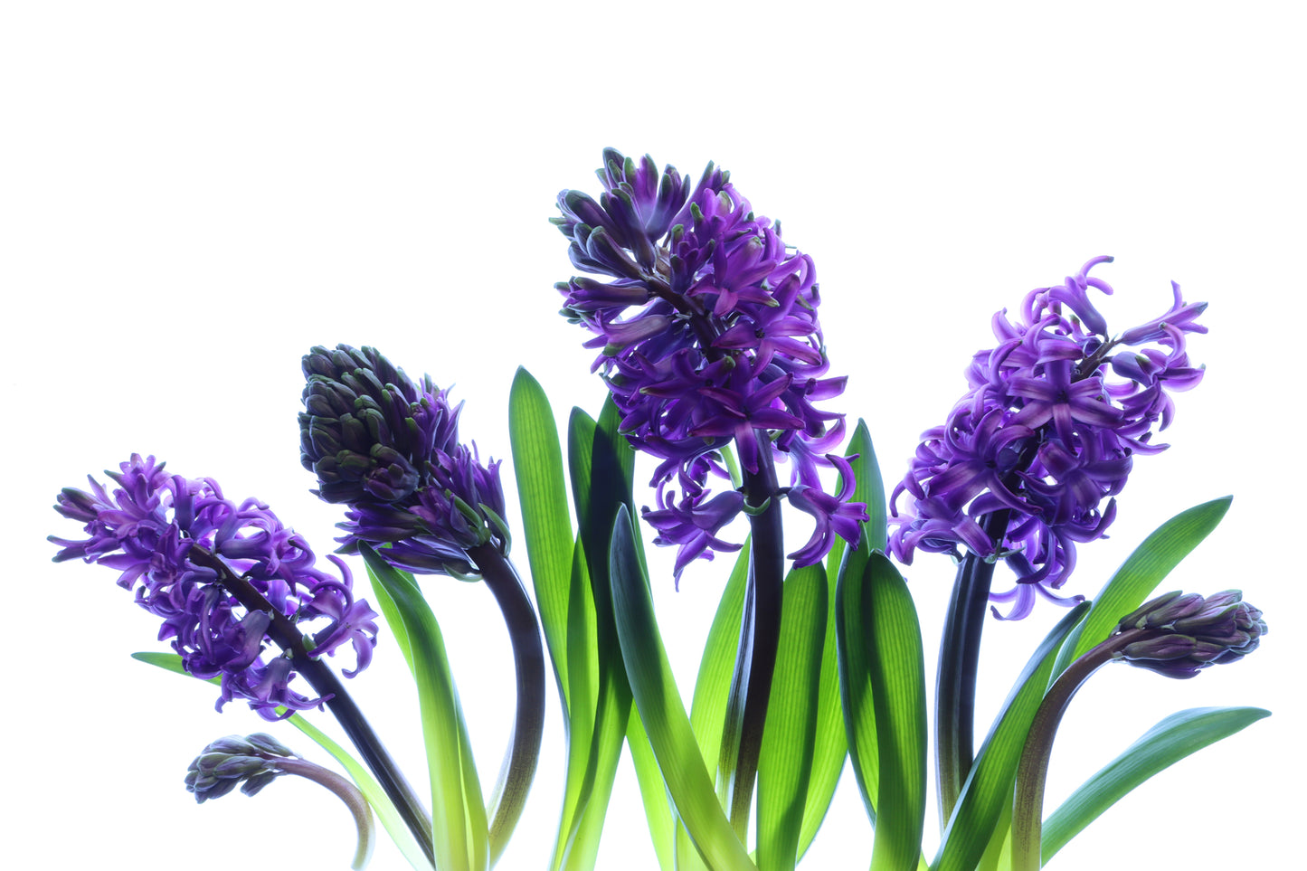 Purple hyacinths