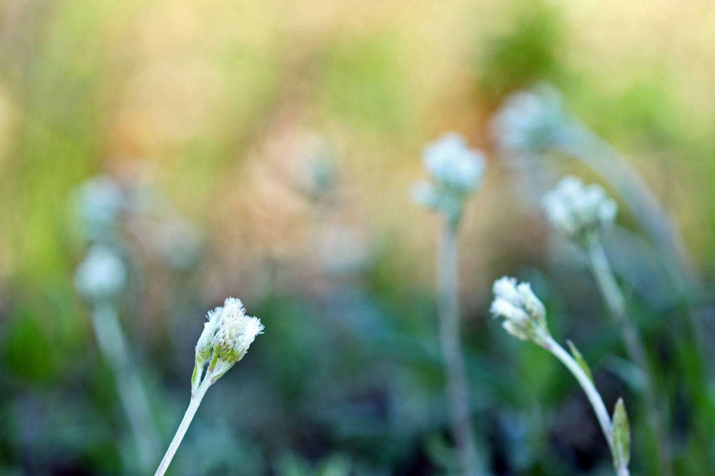 Pussy toes wildflowers