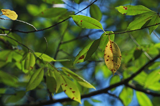 Black cherry tree in autumn