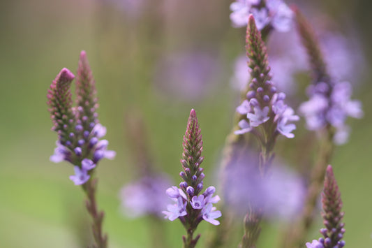 Verbena background