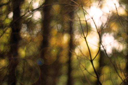 Defocused forest