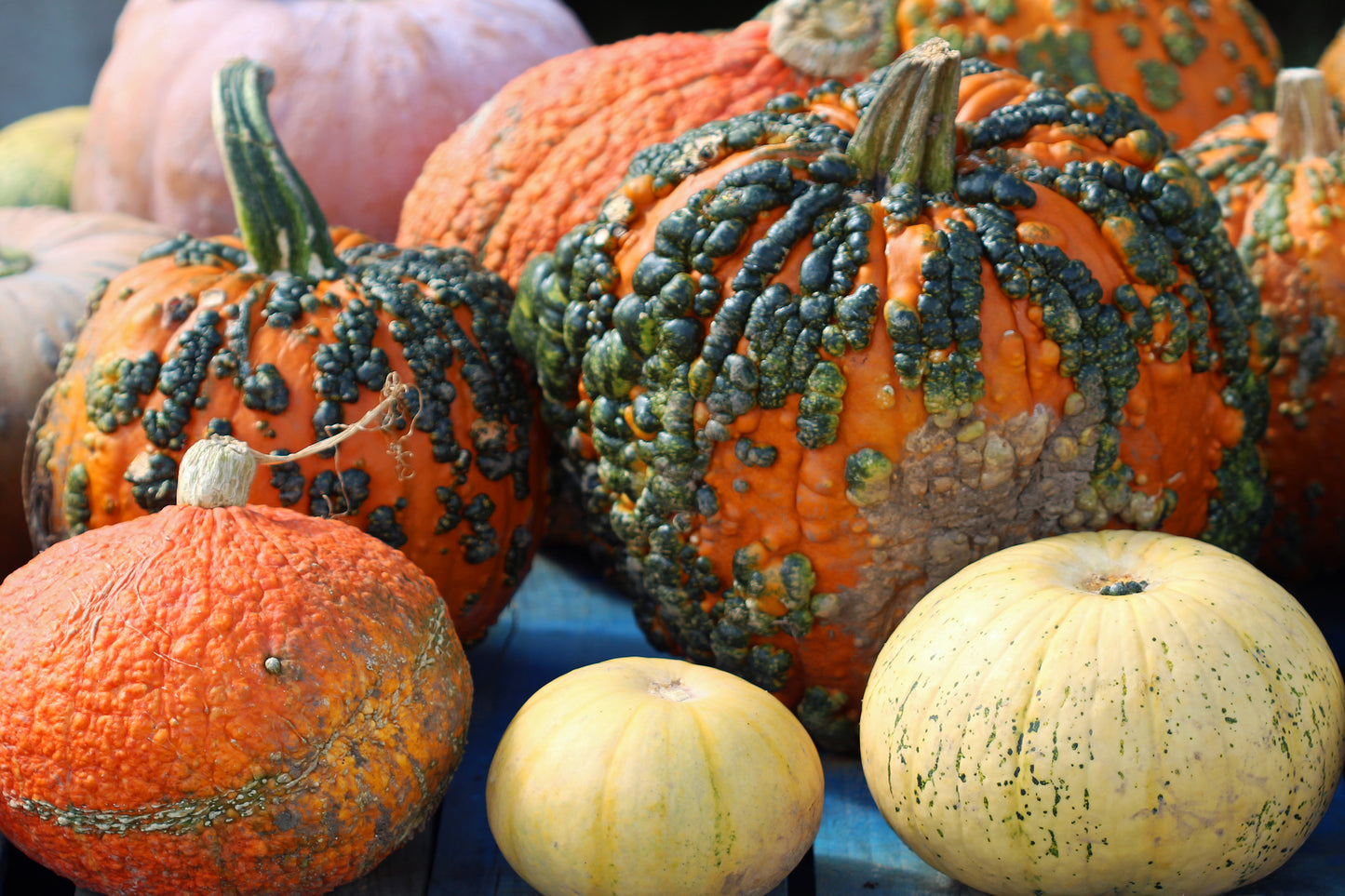 Colorful gourds