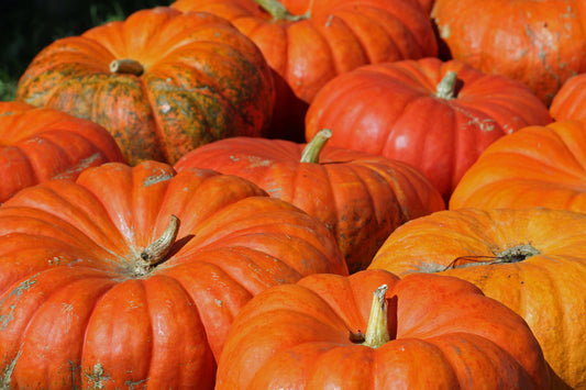 Vibrant winter squash display