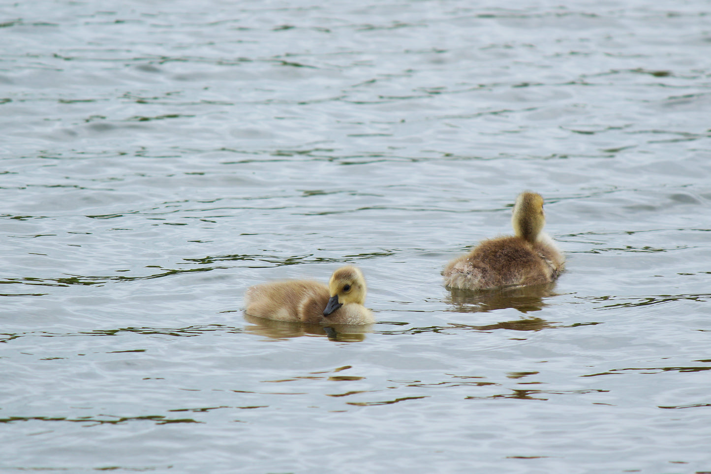 Goslings