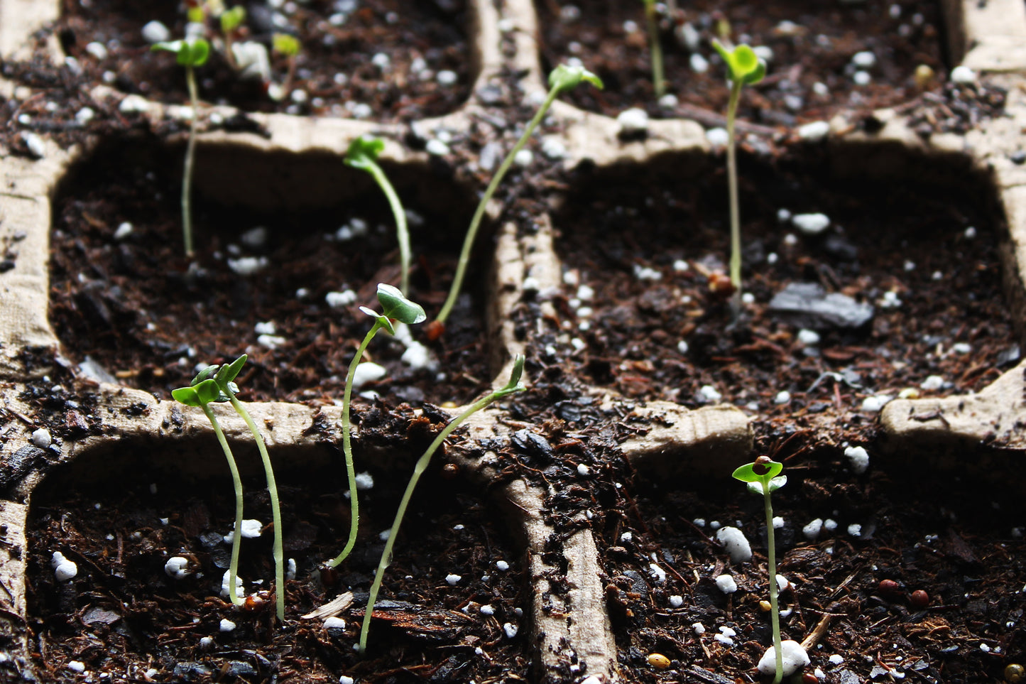 Seedlings